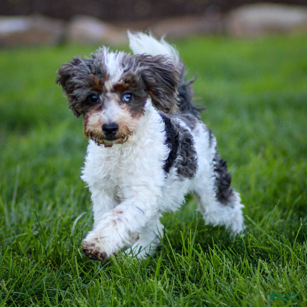 Cavapoo dogs for sale: Simba - Image 19