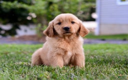 Golden Retriever dogs for sale: Indy - Image 2