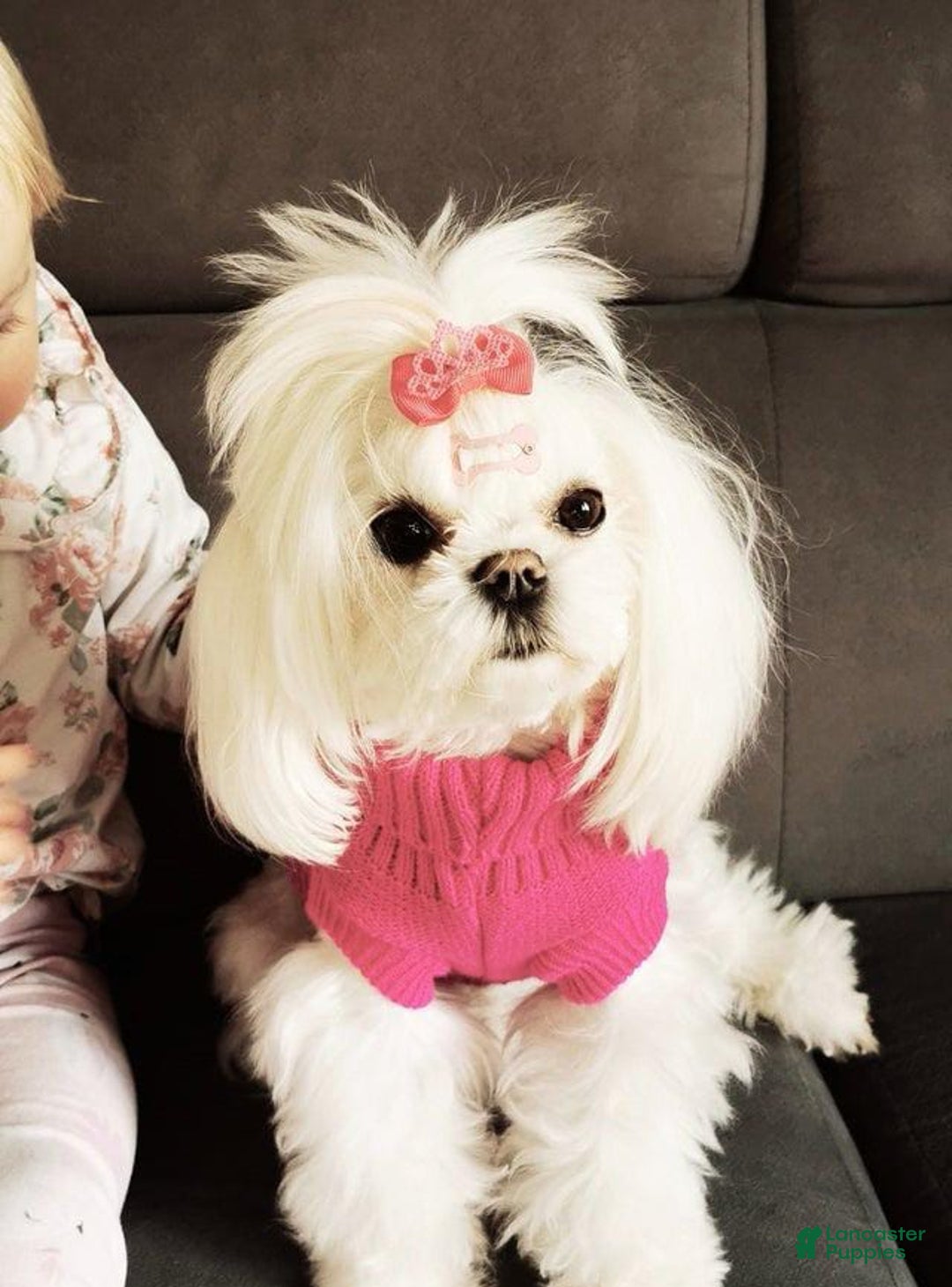 Maltese dogs for sale: Reece - Image 3