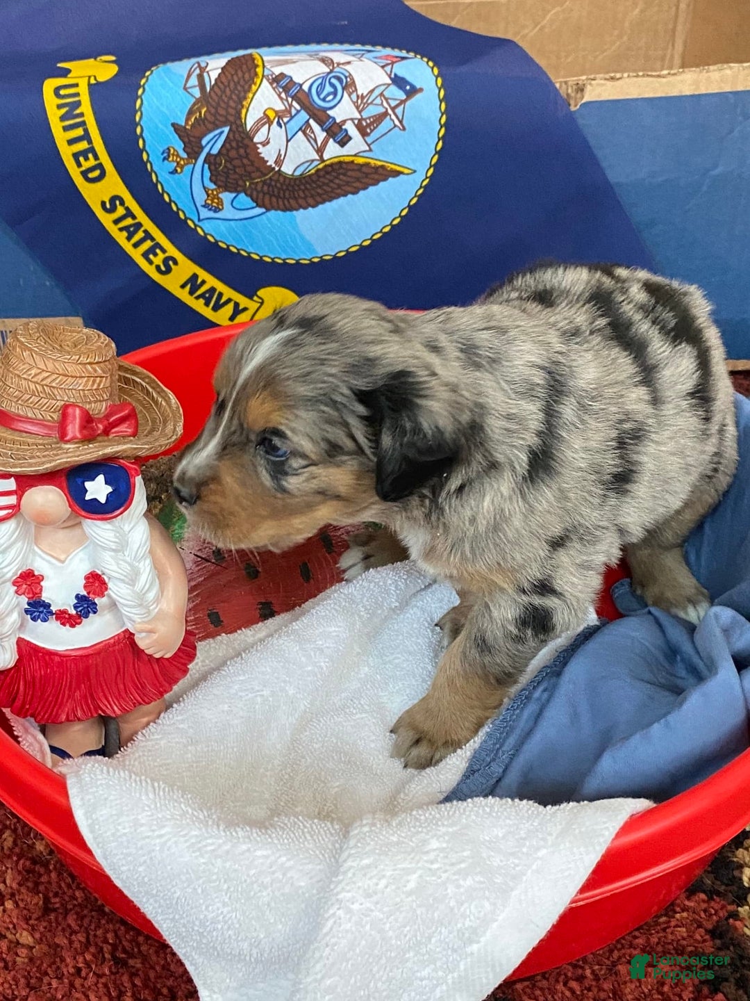 Australian Shepherd dogs for sale: Bat Masterson - Image 2