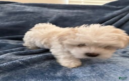 Coton De Tulear dogs for sale: Curly - Image 3