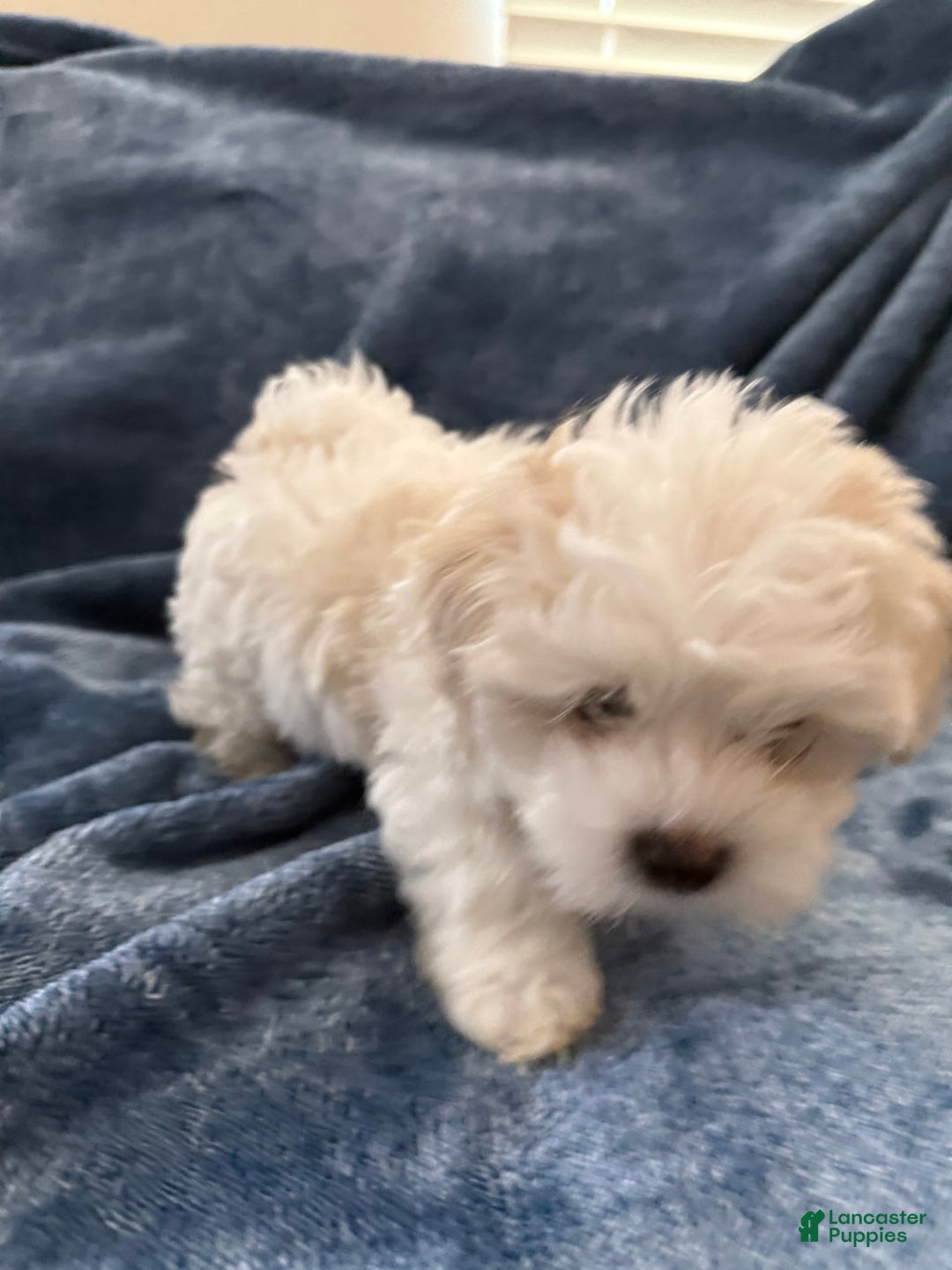 Coton De Tulear dogs for sale: Curly - Image 3