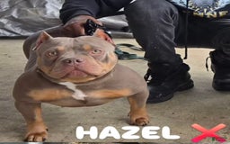 American Bully dogs for sale: Zoe - Image 8