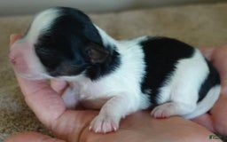 Yorkshire Terrier dogs for sale: Beckham - Image 9
