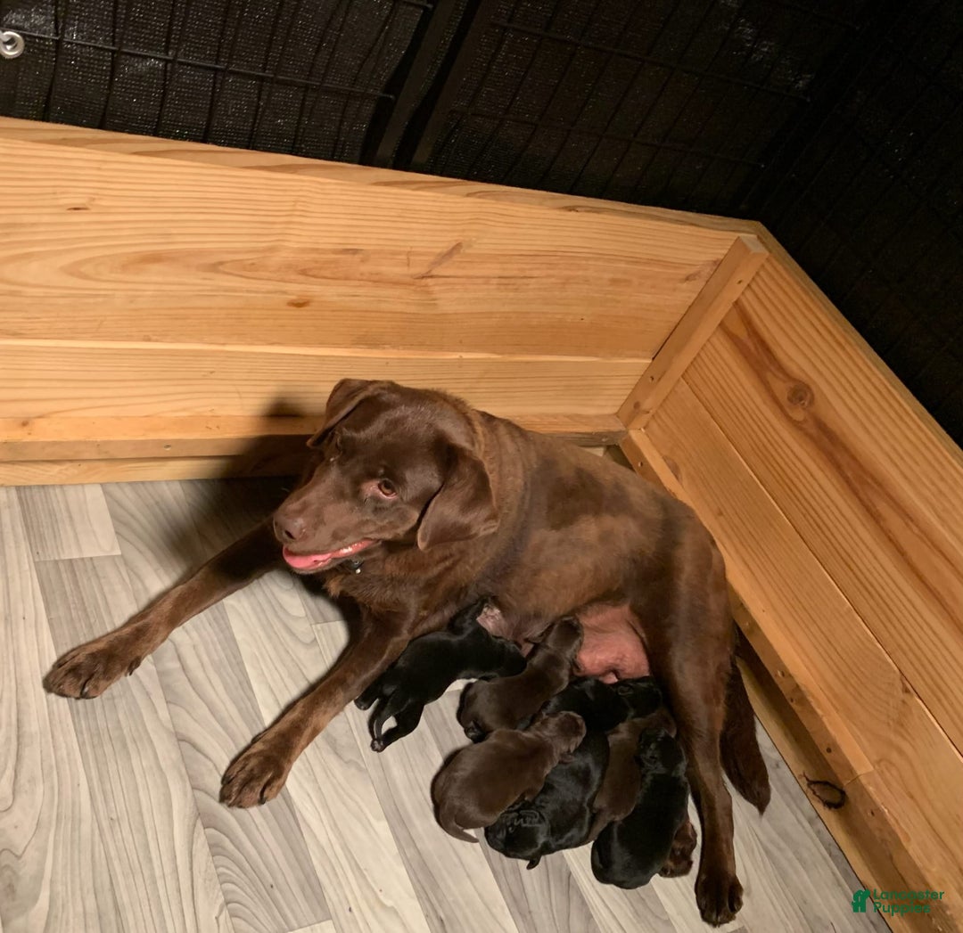 Labrador Retriever dogs for sale: Gunner - Image 7