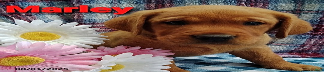 Marley