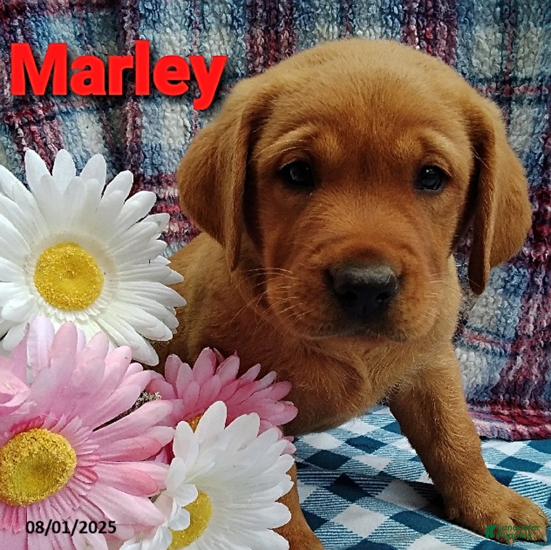 Labrador Retriever dogs for sale: Labrador Retriever 5 puppies - Image 1