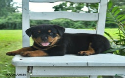 Rottweiler dogs for sale: Lady - Image 4