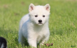Alaskan Klee Kai dogs for sale: Frost - Image 3