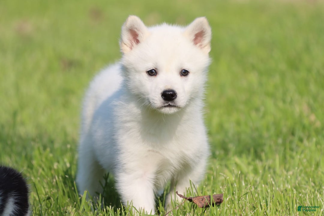 Alaskan Klee Kai dogs for sale: Frost - Image 3
