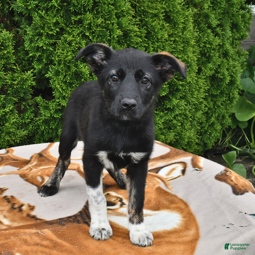 Norwegian Elkhound dogs for sale: Mia - Image 3