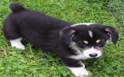Welsh Corgi Pembroke dogs for sale: Puppy 4 - Image 3