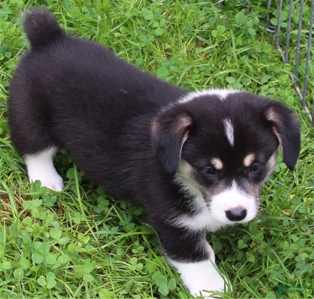 Welsh Corgi Pembroke dogs for sale: Puppy 4 - Image 3