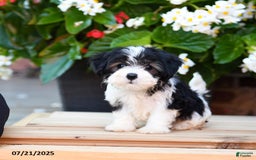 Maltese dogs for sale: Jody - Image 2
