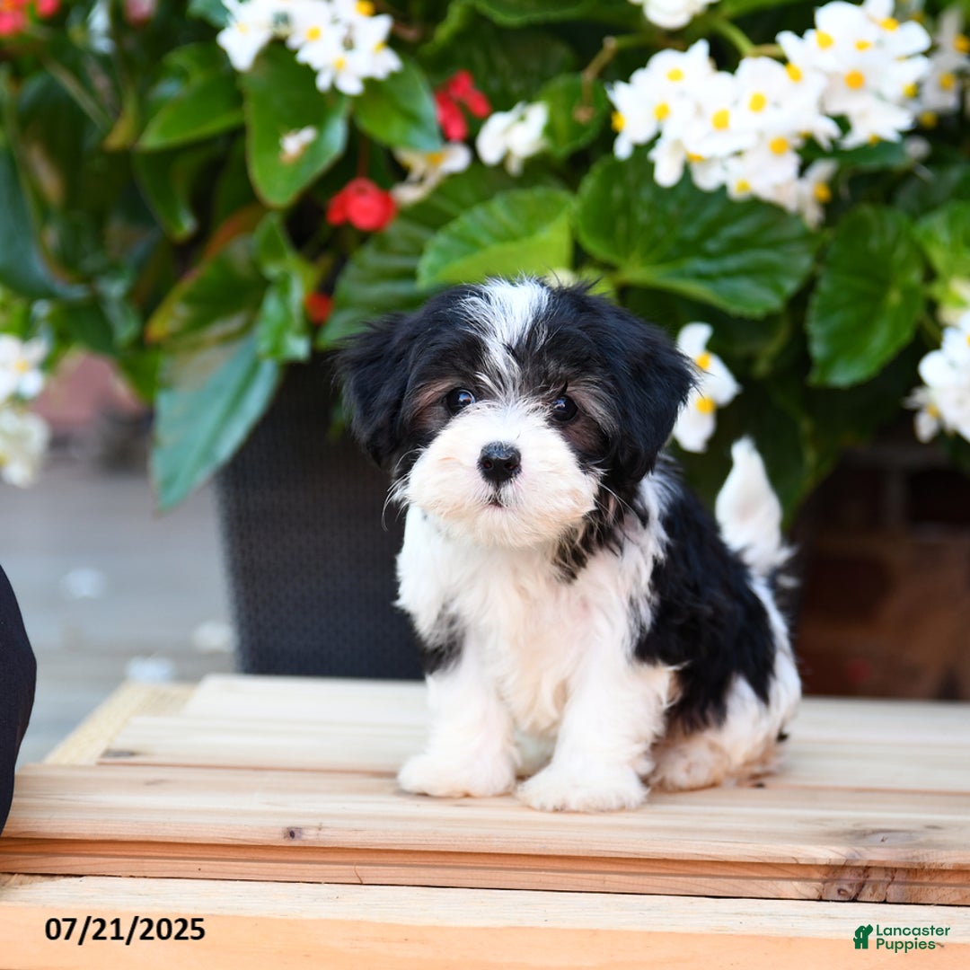 Maltese dogs for sale: Jody - Image 2