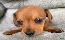 Miniature Dachshund dogs for sale: Baby Charlie - Image 11