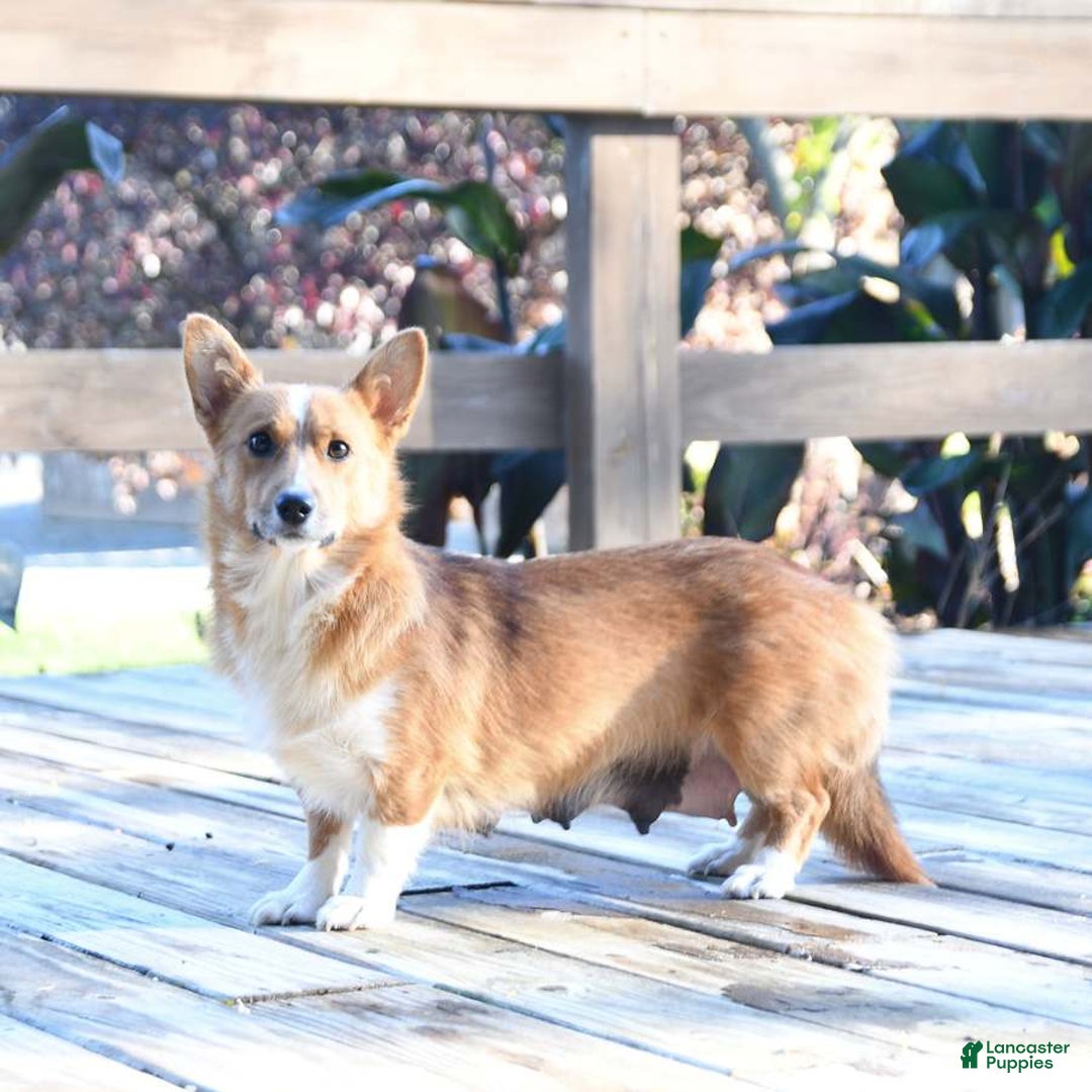 Welsh Corgi Pembroke dogs for sale: Tiffany - Image 6