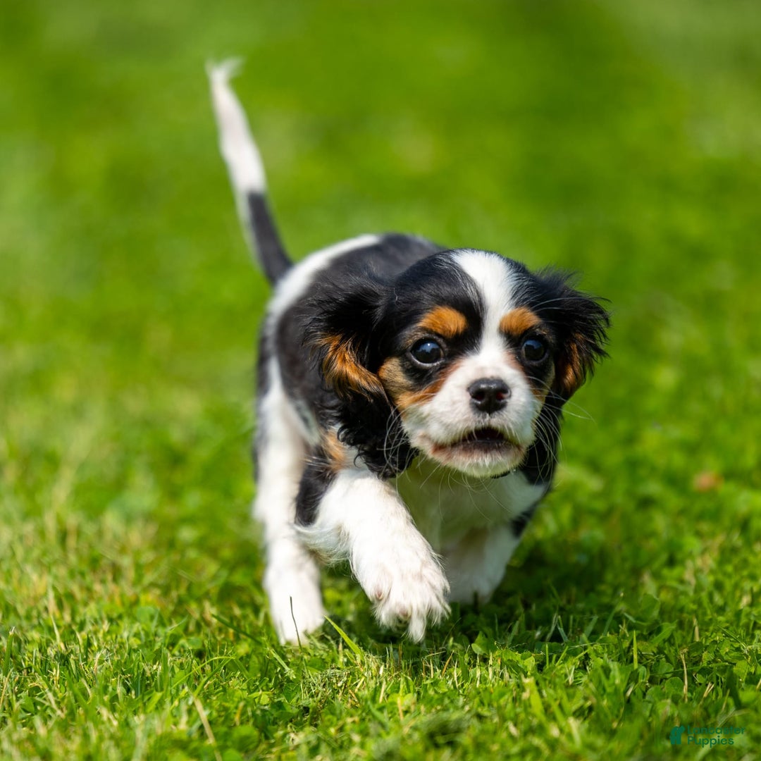 Cavalier King Charles Spaniel dogs for sale: Musketeer - Image 2