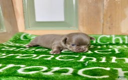 Chihuahua dogs for sale: Fiona Lavender Short Coat - Image 2