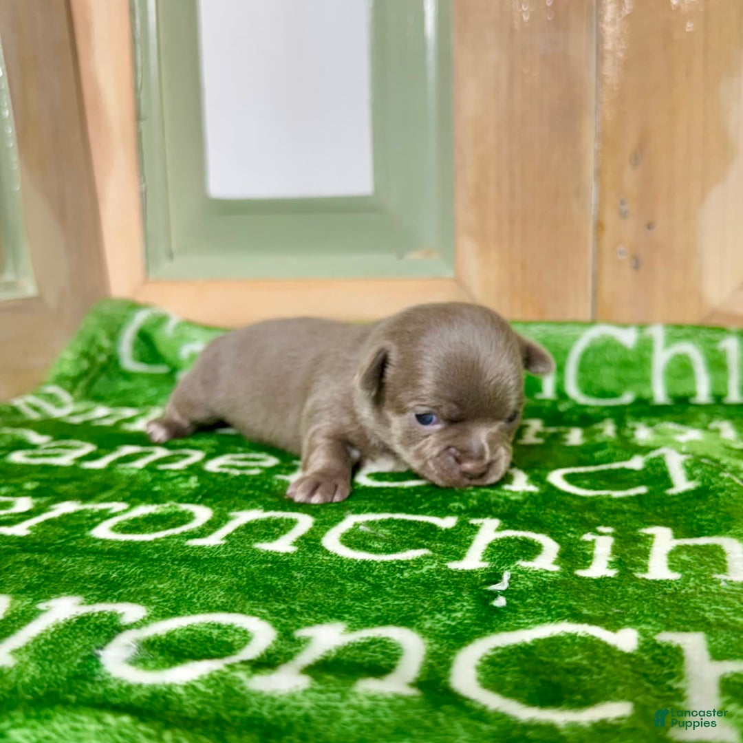 Chihuahua dogs for sale: Fiona Lavender Short Coat - Image 2