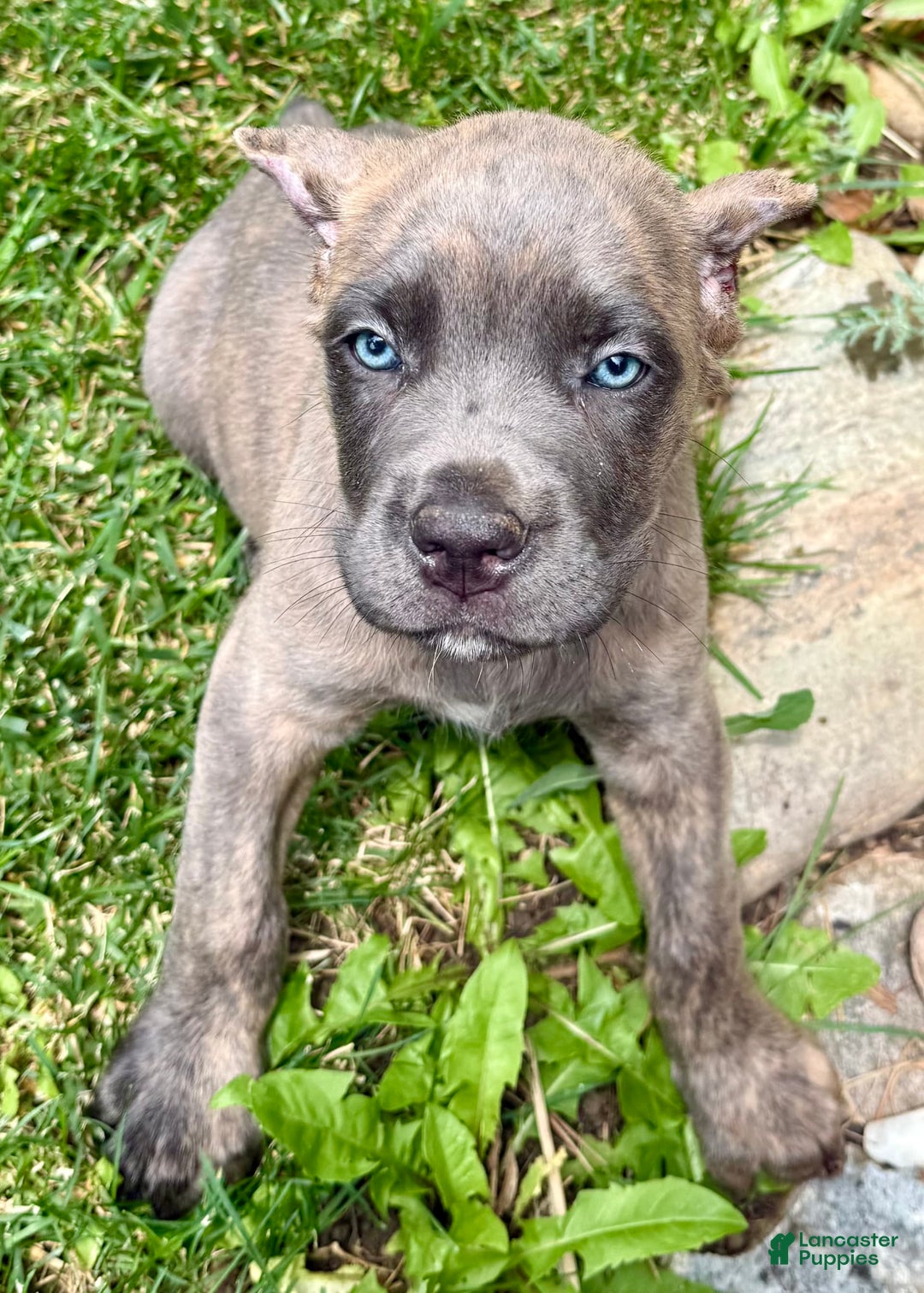 Cane Corso dogs for sale: Brynn - Image 6