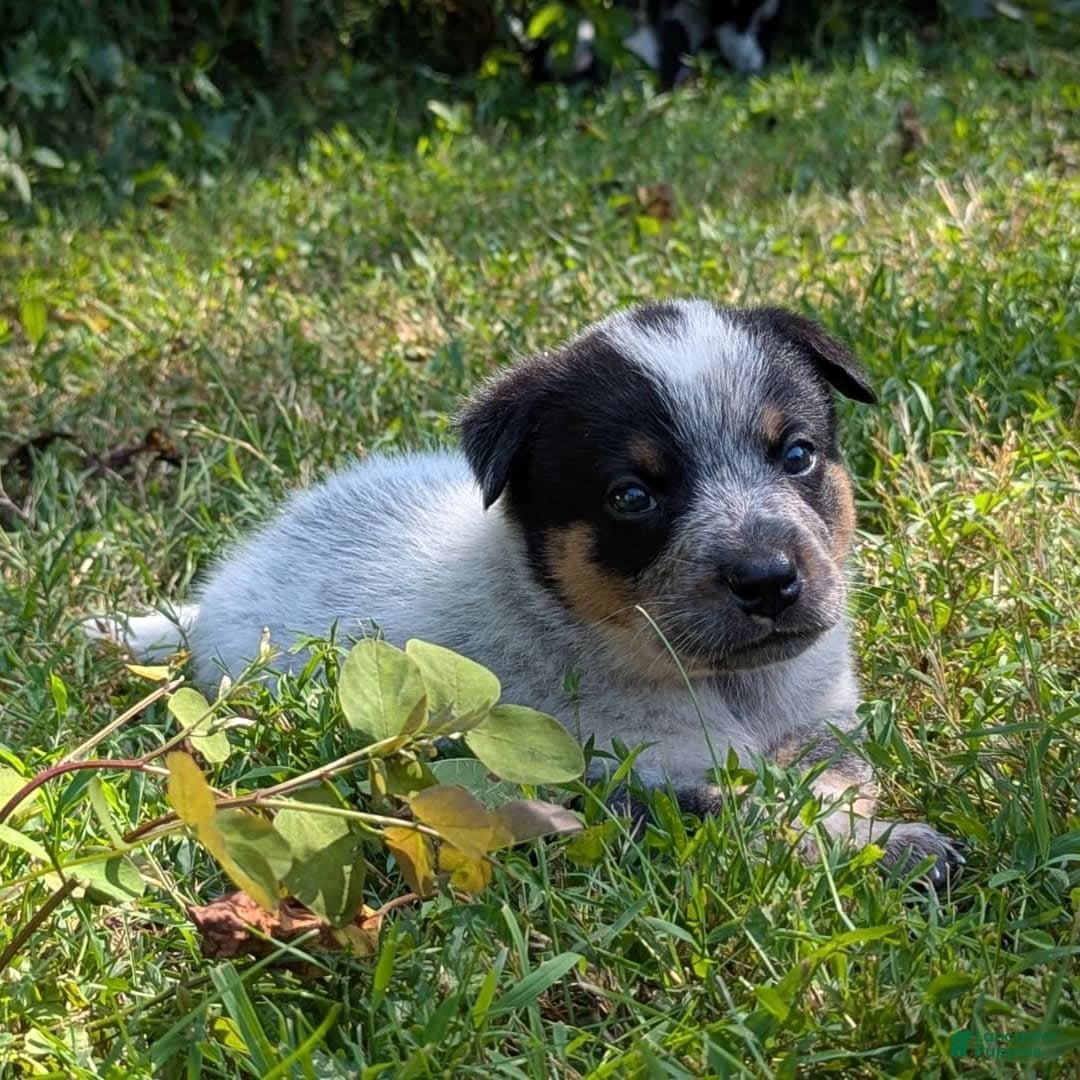 Australian Cattle Dog dogs for sale: Ricky - Image 4