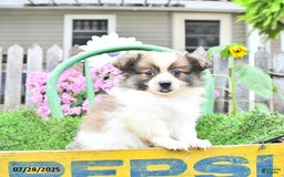 Pomeranian dogs for sale: Felix - Image 2