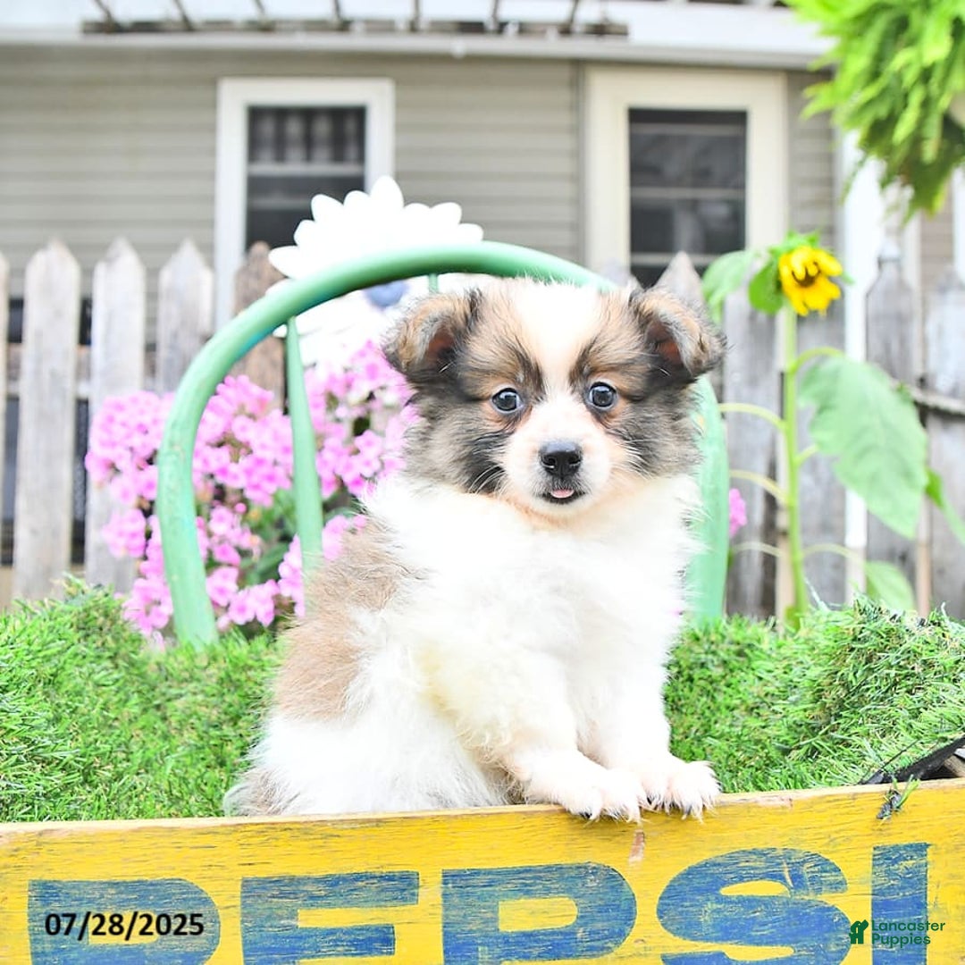 Pomeranian dogs for sale: Felix - Image 2