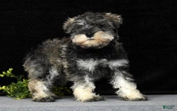 Miniature Schnauzer dogs for sale: Rosemary - Image 2