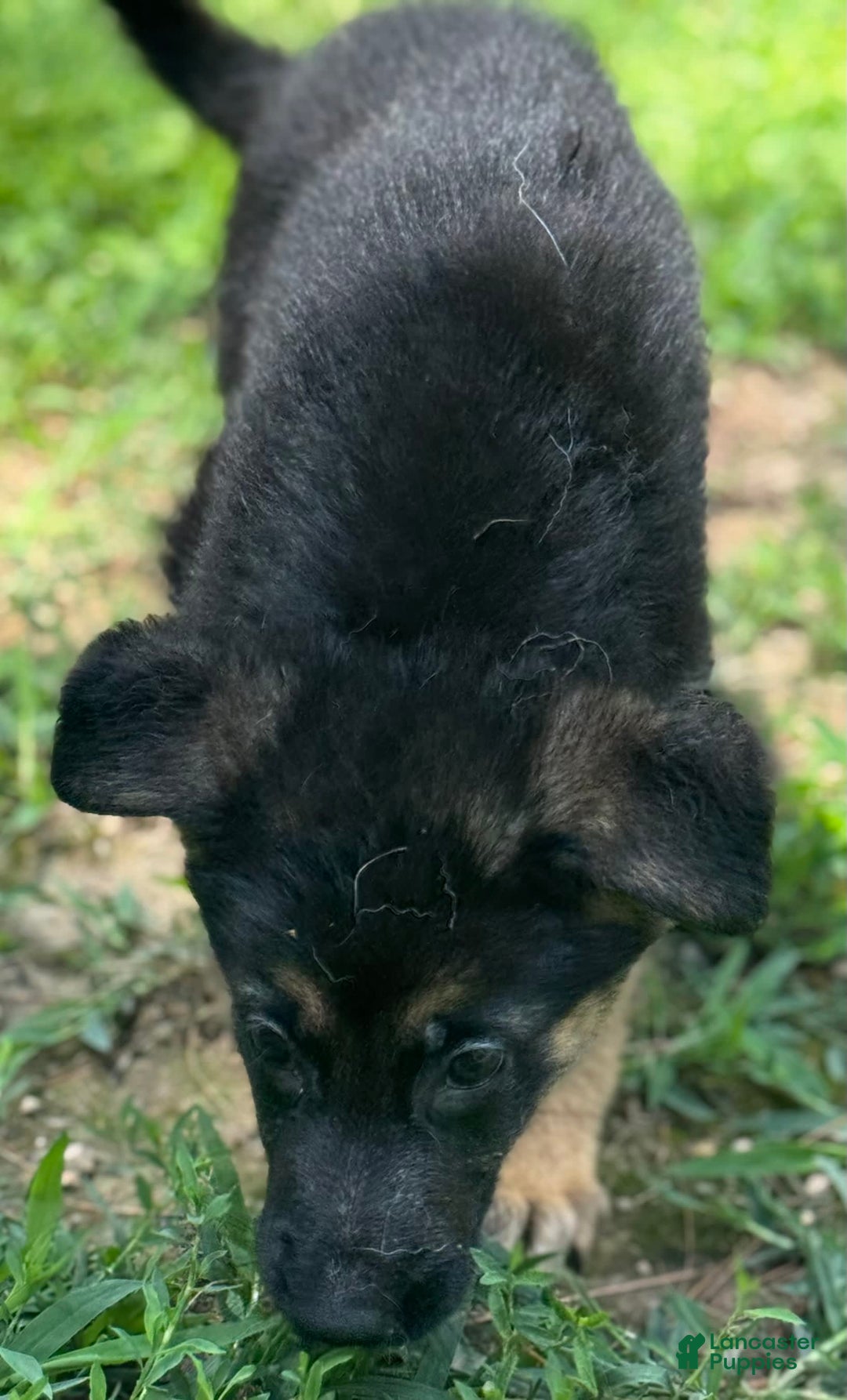 German Shepherd dogs for sale: Luna - Image 2