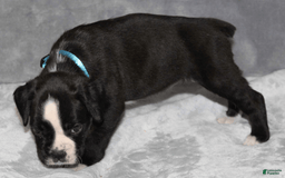 Boxer dogs for sale: Teal Collar Female - Image 4