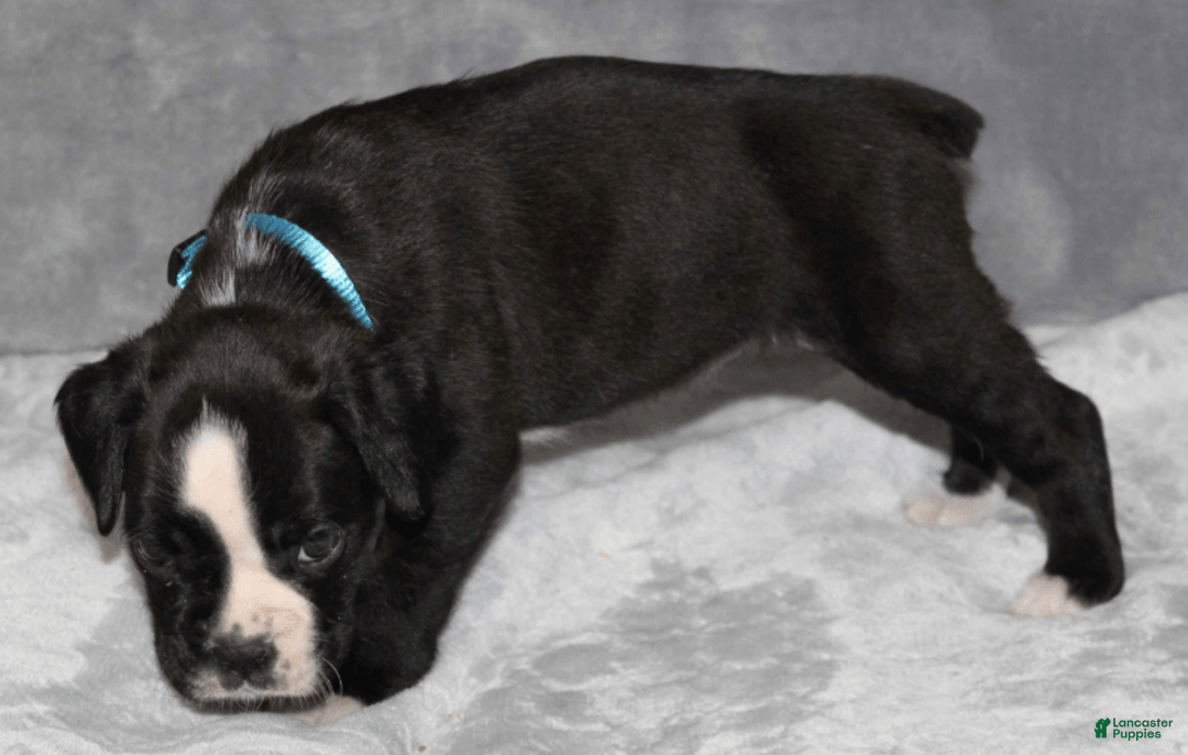 Boxer dogs for sale: Teal Collar Female - Image 4