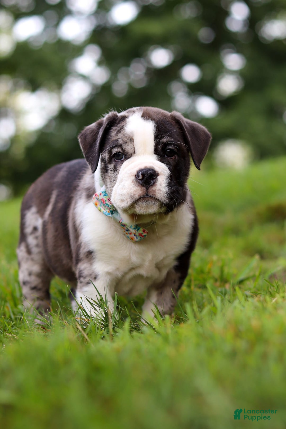 Beabull dogs for sale: Charlie - Image 1