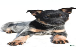 Australian Cattle Dog dogs for sale: Cowgirl - Image 2