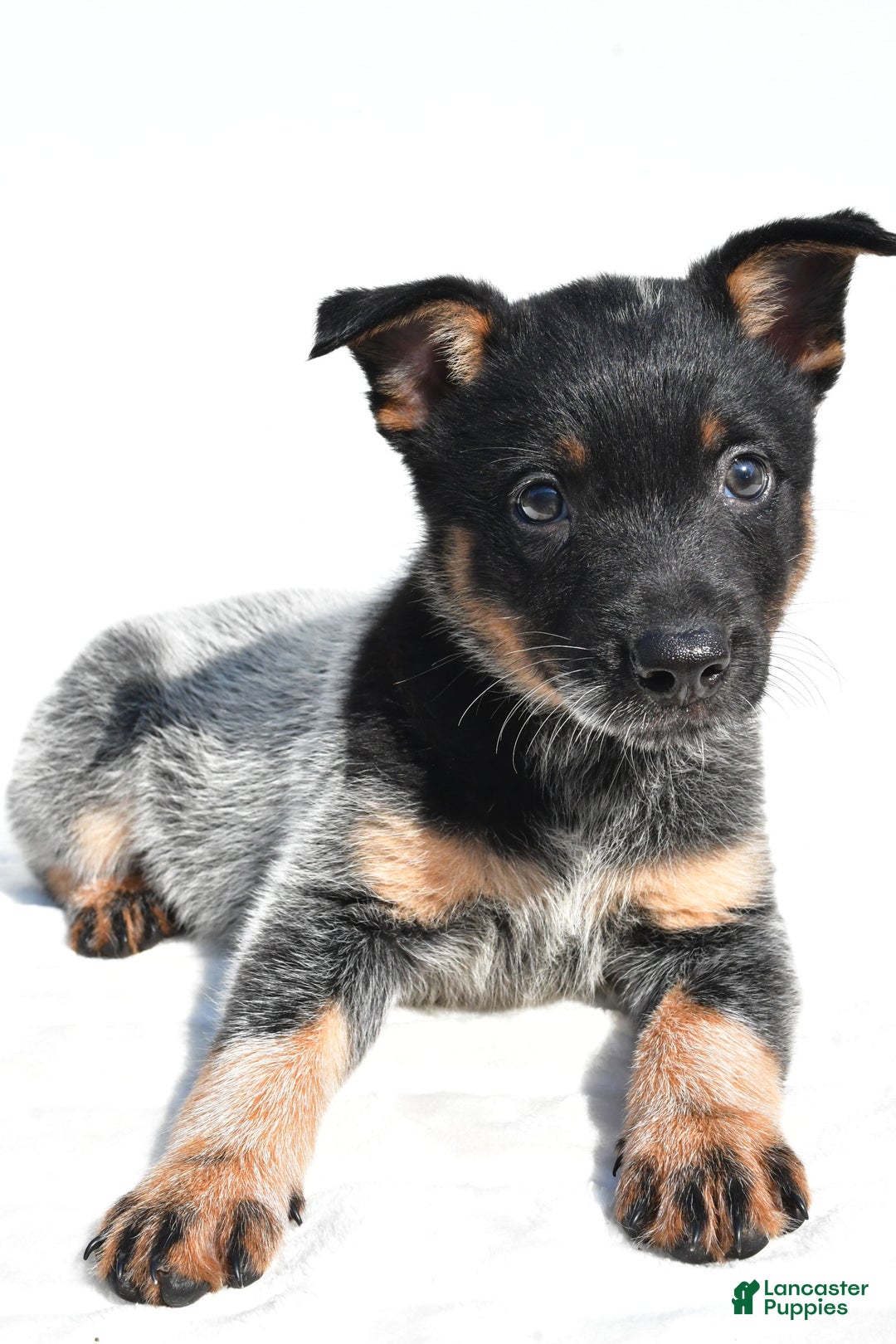 Australian Cattle Dog dogs for sale: Cowgirl - Image 2