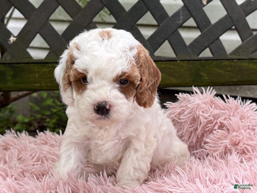 Cavapoo dogs for sale: Bianca - Image 11