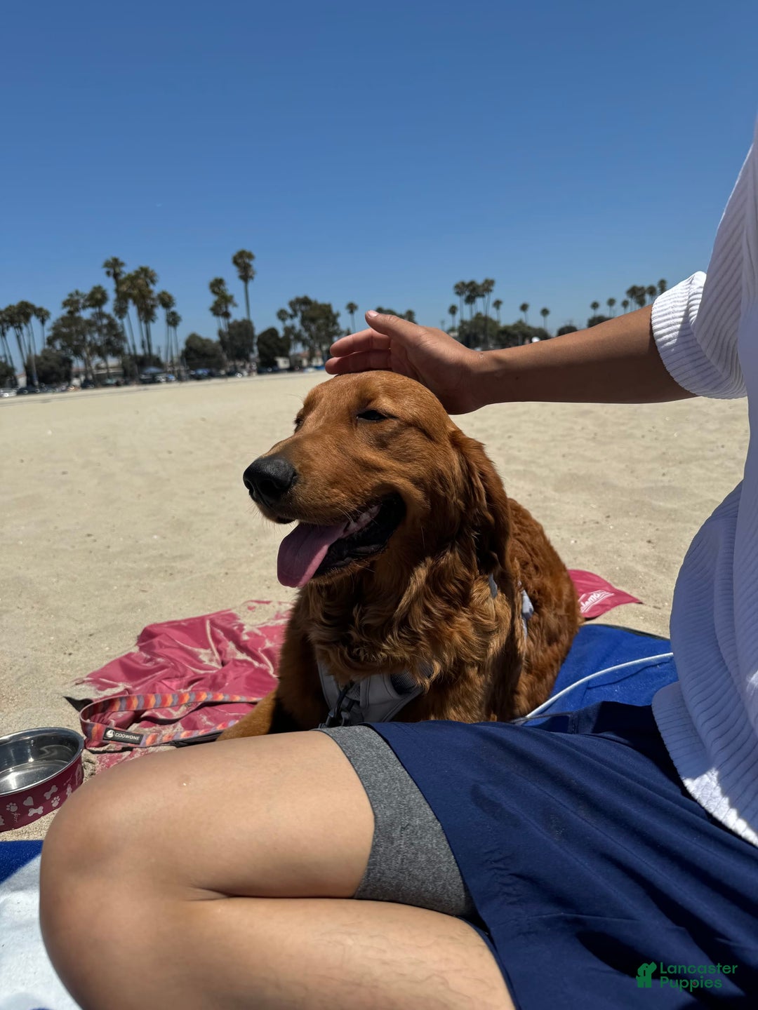 Golden Retriever dogs for sale: Orange - Image 3
