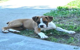 Boxer dogs for sale: Faithful - Image 7