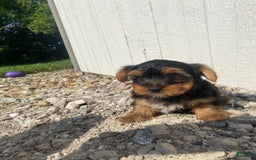 Yorkshire Terrier dogs for sale: Malcolm - Image 7