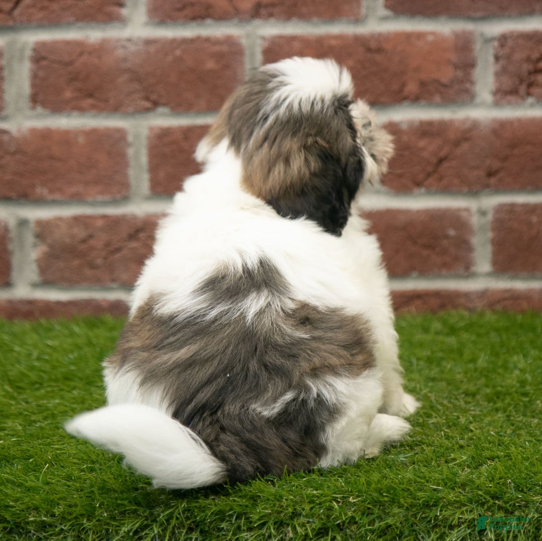 Shih Tzu dogs for sale: Tommy - Image 7