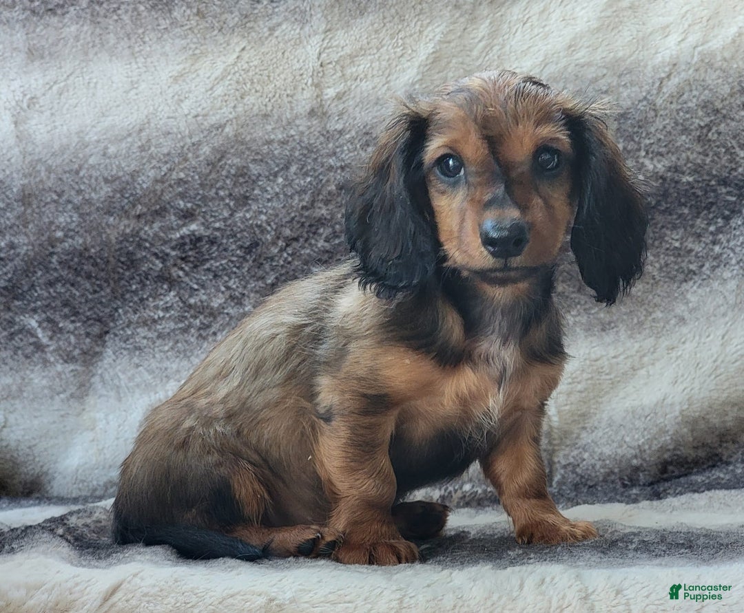 Miniature Dachshund dogs for sale: Trenton - Image 9