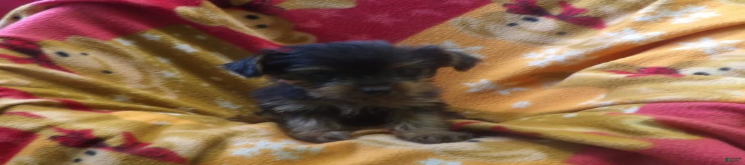 Dolly