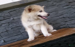 Pomsky dogs for sale: Silas - Image 14