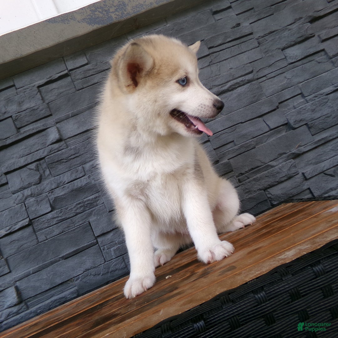 Pomsky dogs for sale: Silas - Image 14