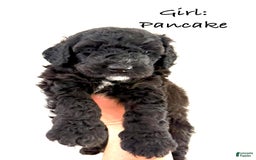 Bernedoodle dogs for sale: Purple Collar Girl - Image 4