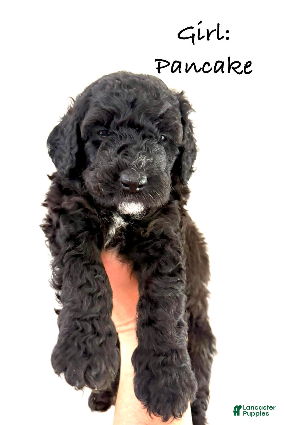 Bernedoodle dogs for sale: Purple Collar Girl - Image 4
