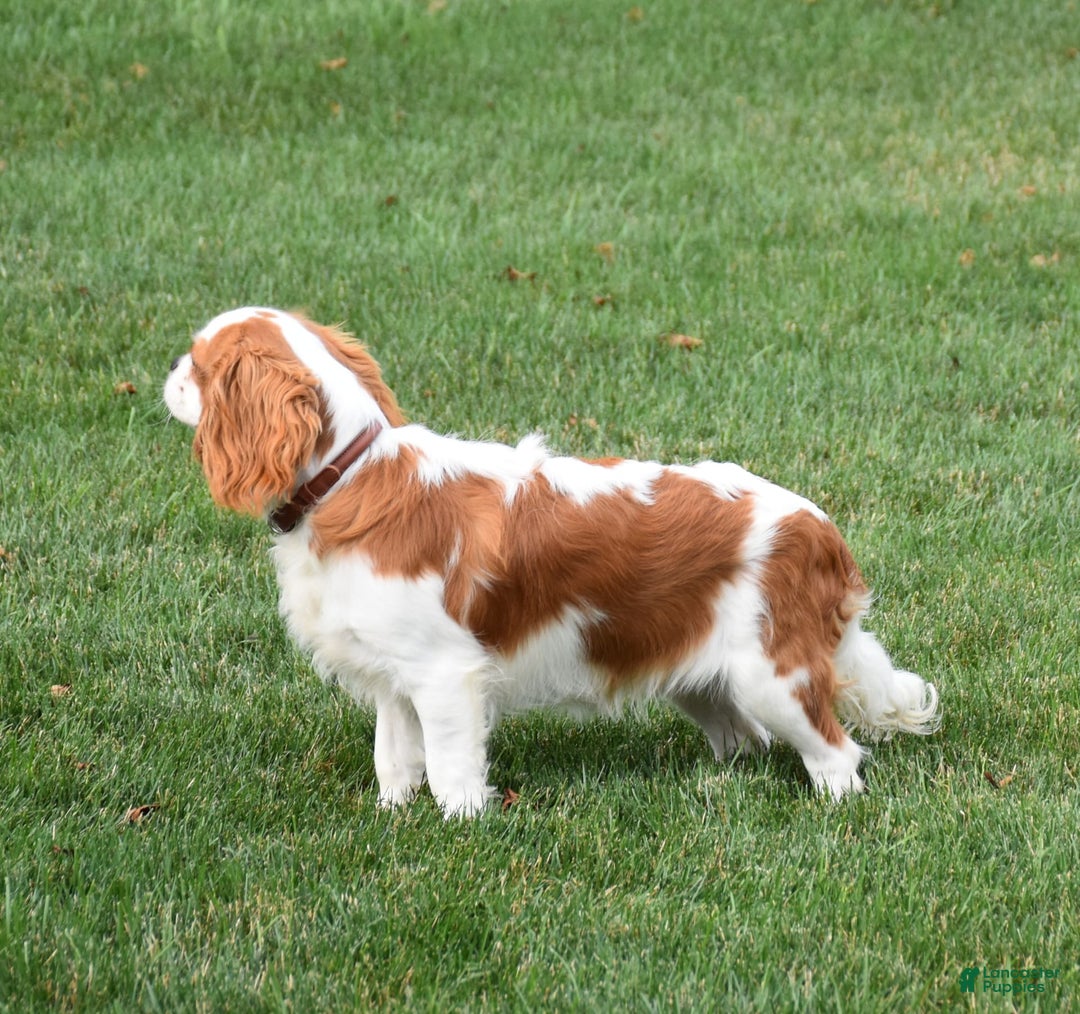 Cavalier King Charles Spaniel dogs for sale: Remi - Image 1