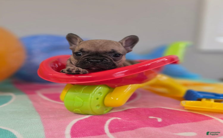 French Bulldog dogs for sale - Ad 2
