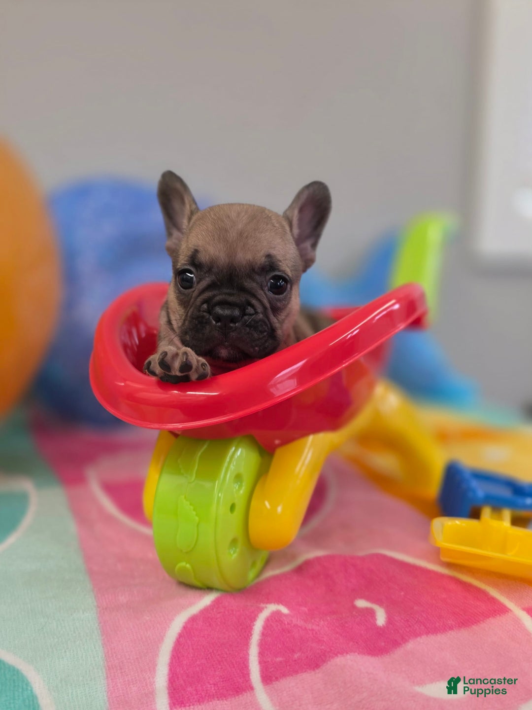 French Bulldog dogs for sale: French Bulldog 5 puppies - Image 2