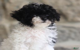 Toy Poodle dogs for sale: Penny - Image 1